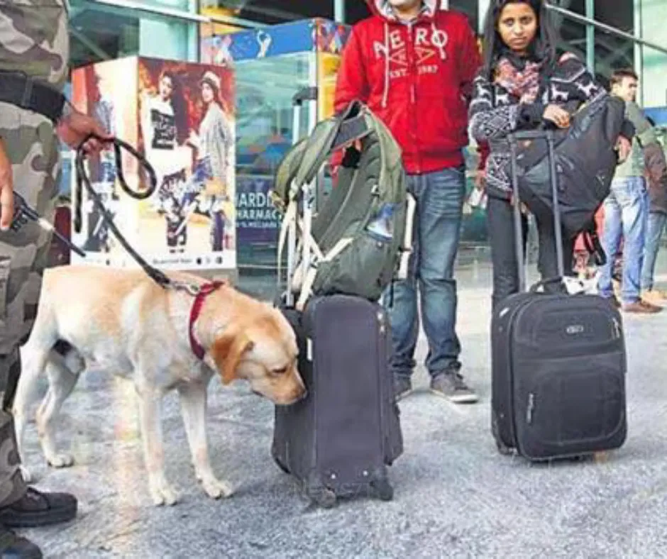 Drug Smuggling: Shocking New Tricks — And How Airports Detect Them (photo 3)