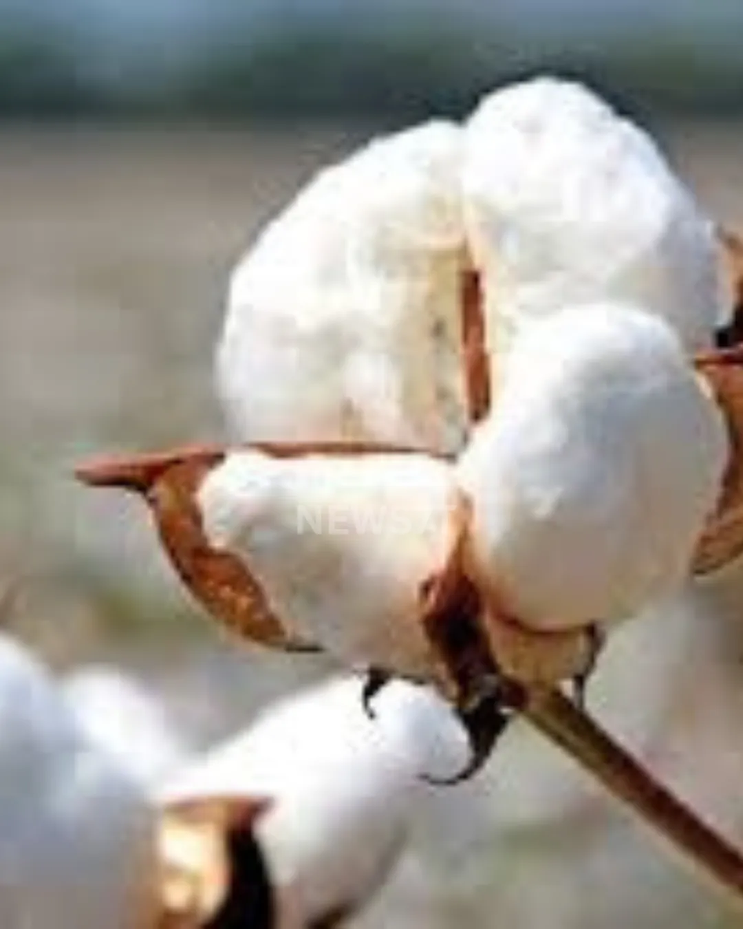 World Cotton Day 2025 – Amazing Facts, History & Global Importance of Cotton (photo 4)