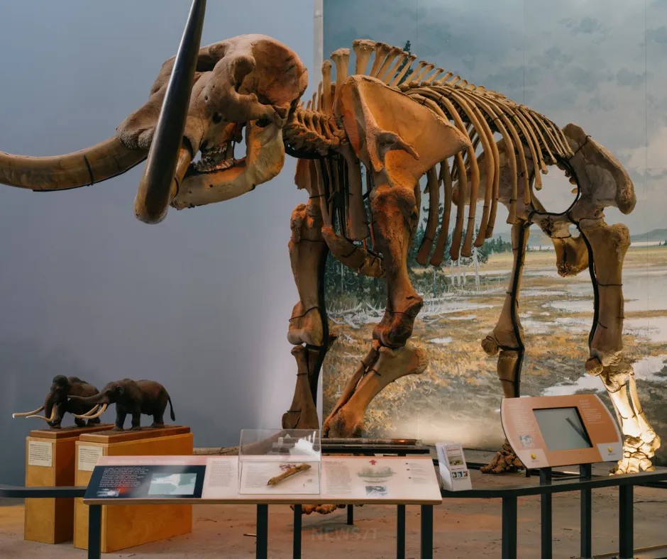 Crisis Facing the Museum of the Earth: Preserving 4 Billion Years of Planetary History